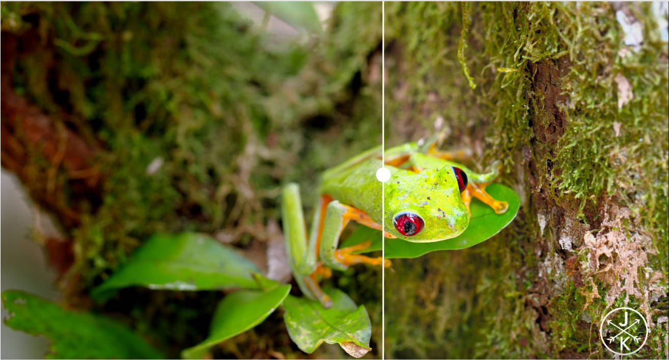 Grenouille HDR