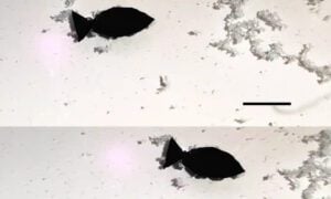 robot poisson