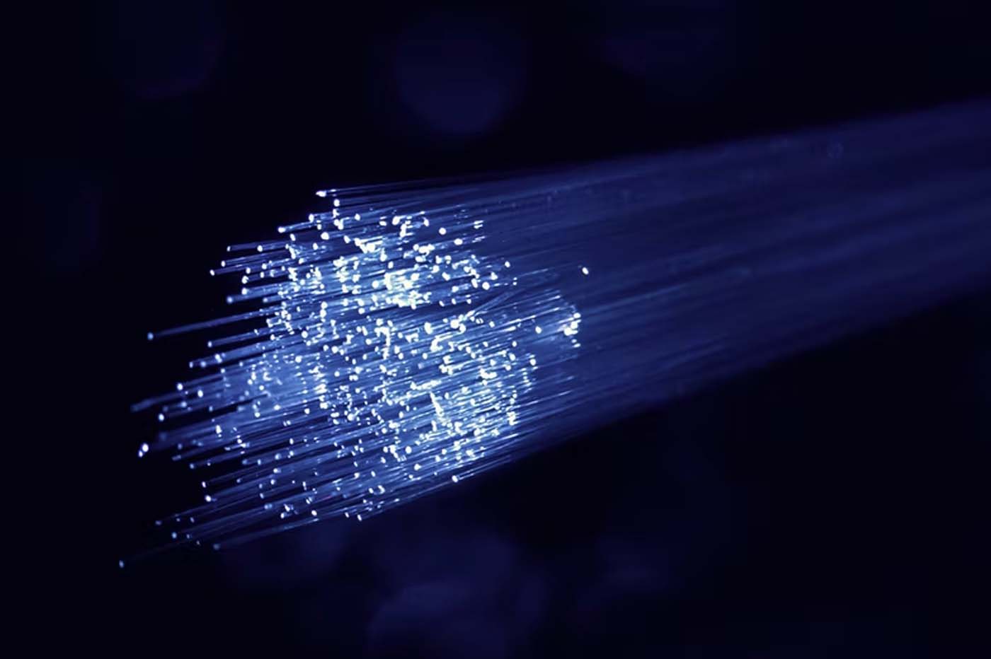 Box fibre