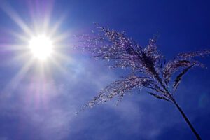 canicule