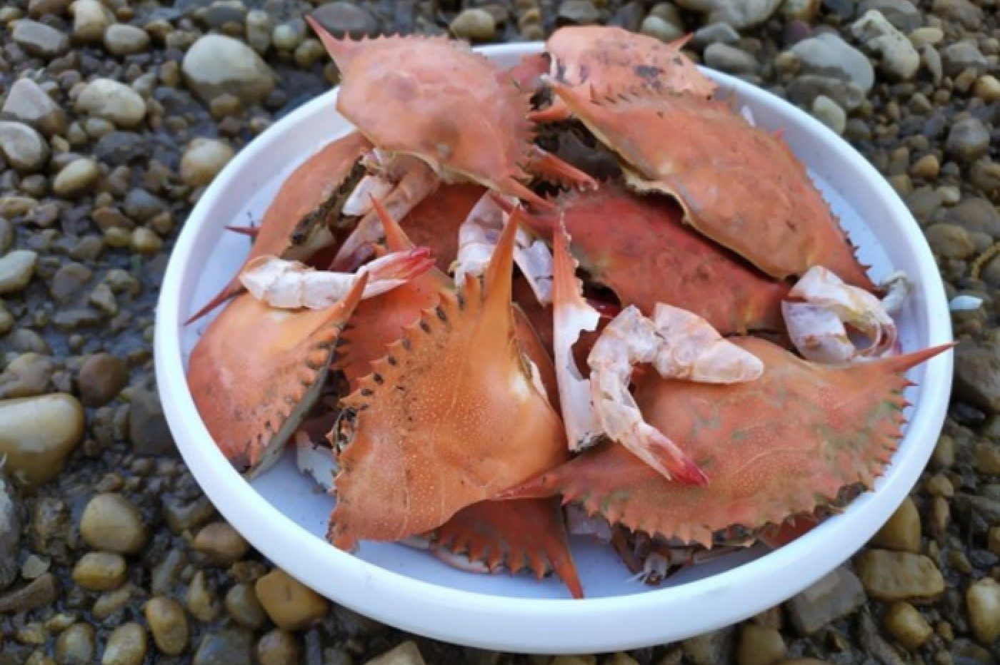 carapaces de crabes