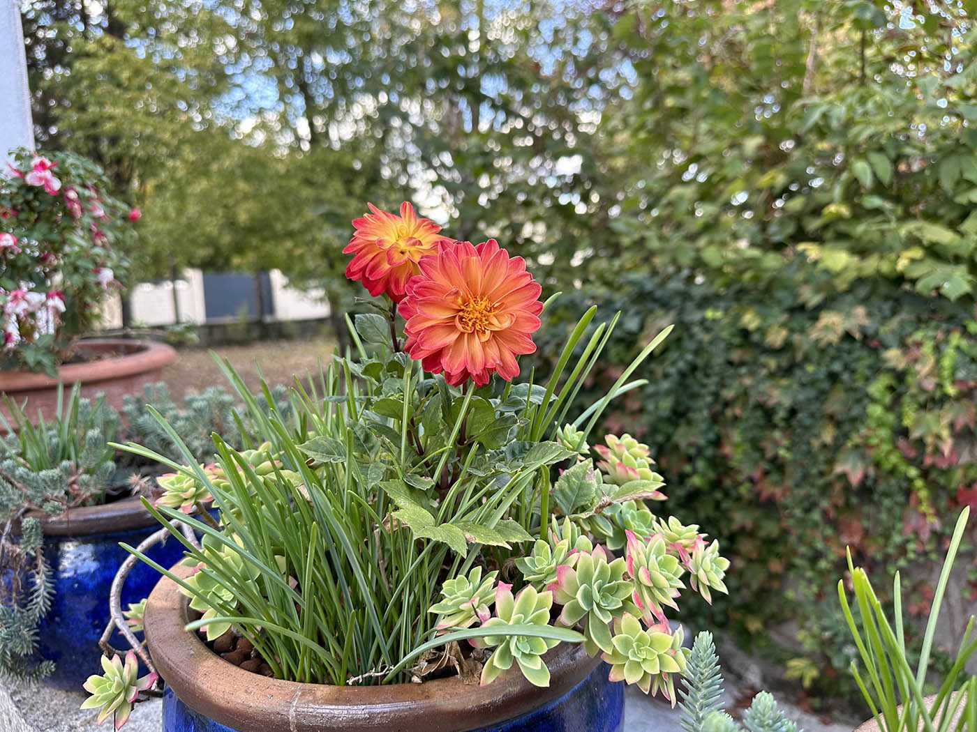 Test Photo iPhone 14 Pro - Fleurs 01
