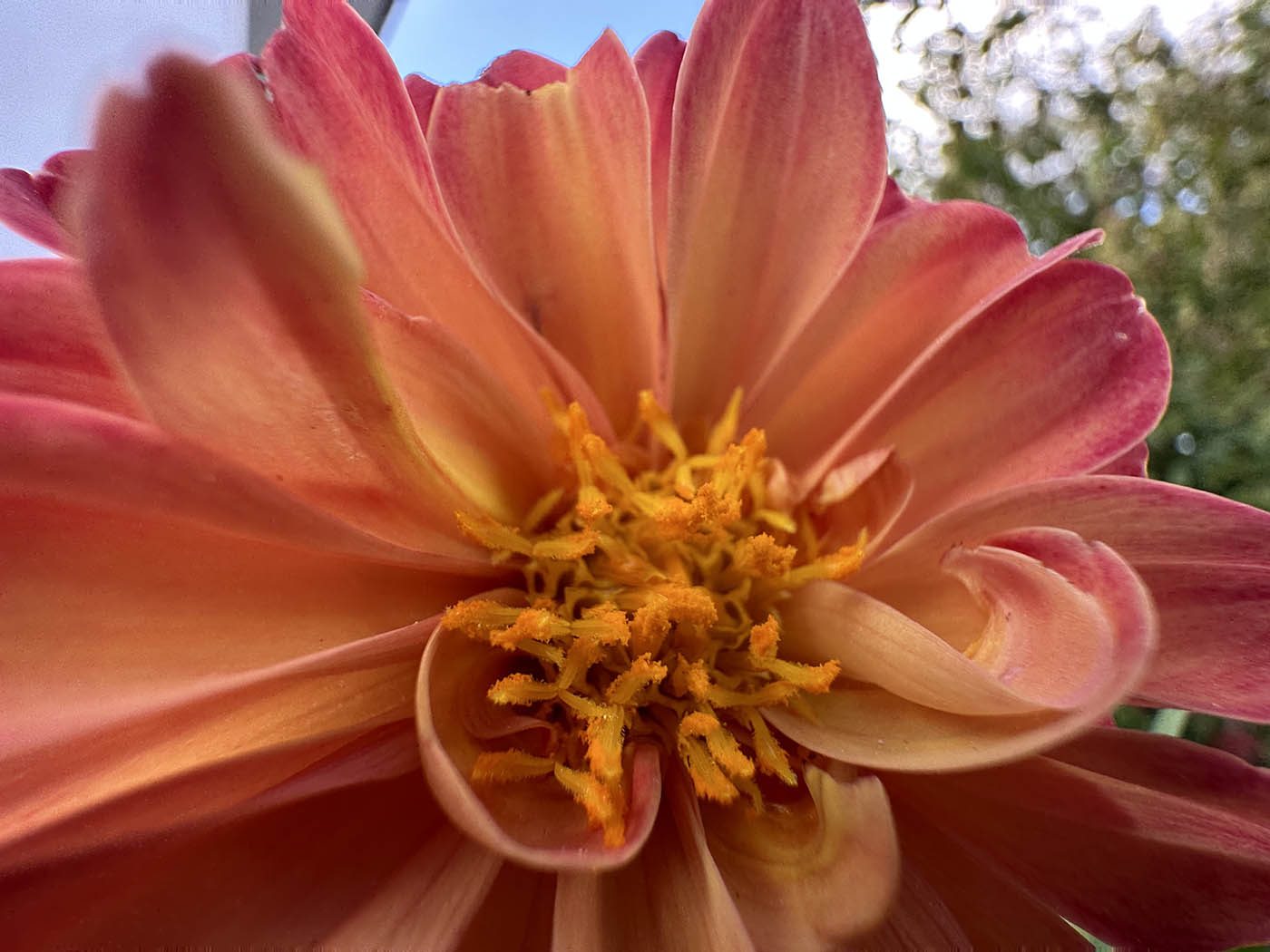 Test Photo iPhone 14 Pro - macro 02