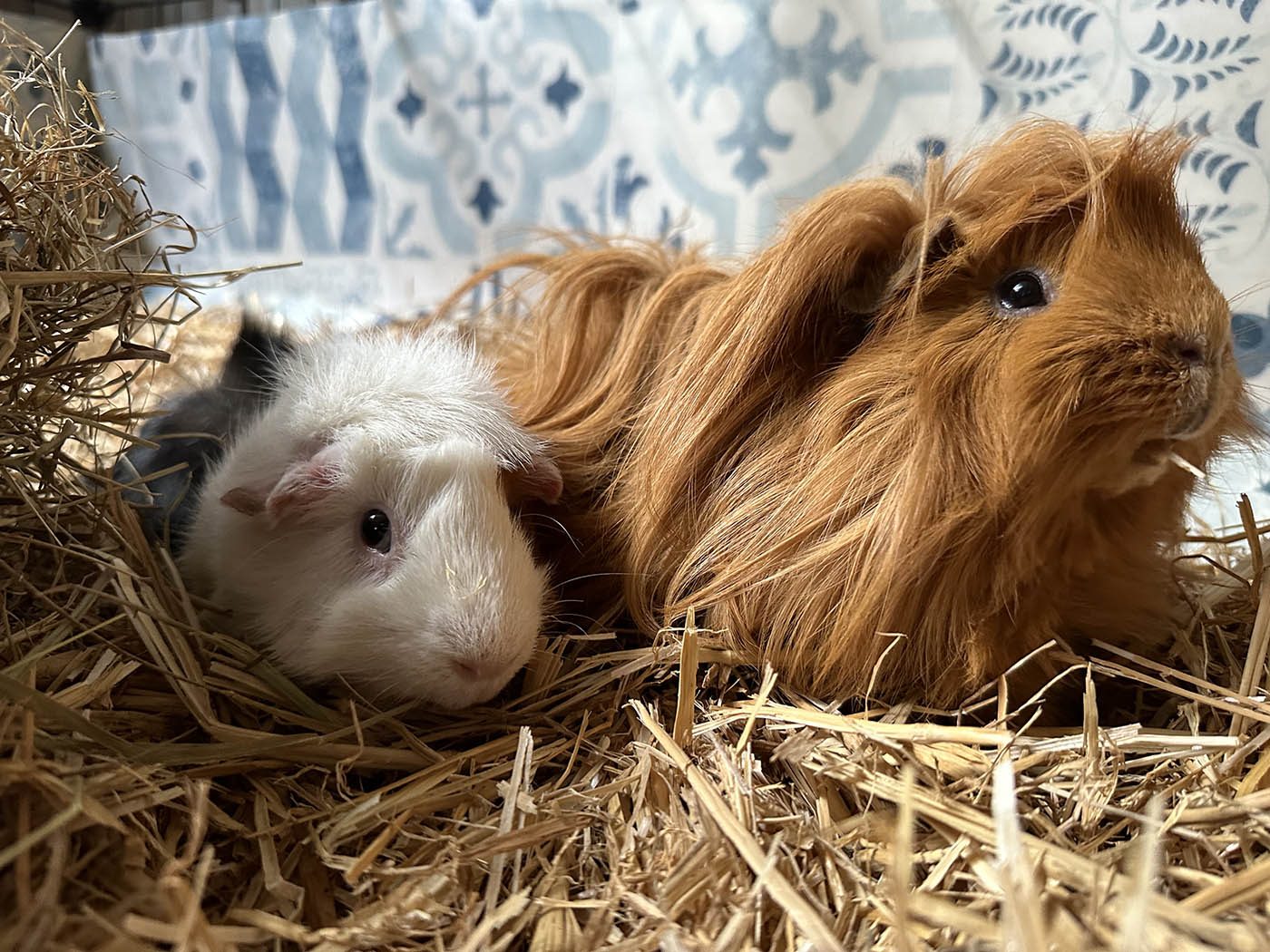 L'iPhone 14 Pro échoue à reconnaître les animaux comme sujet principal 03