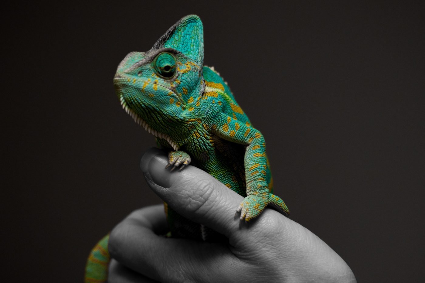 Chameleon Malware 4