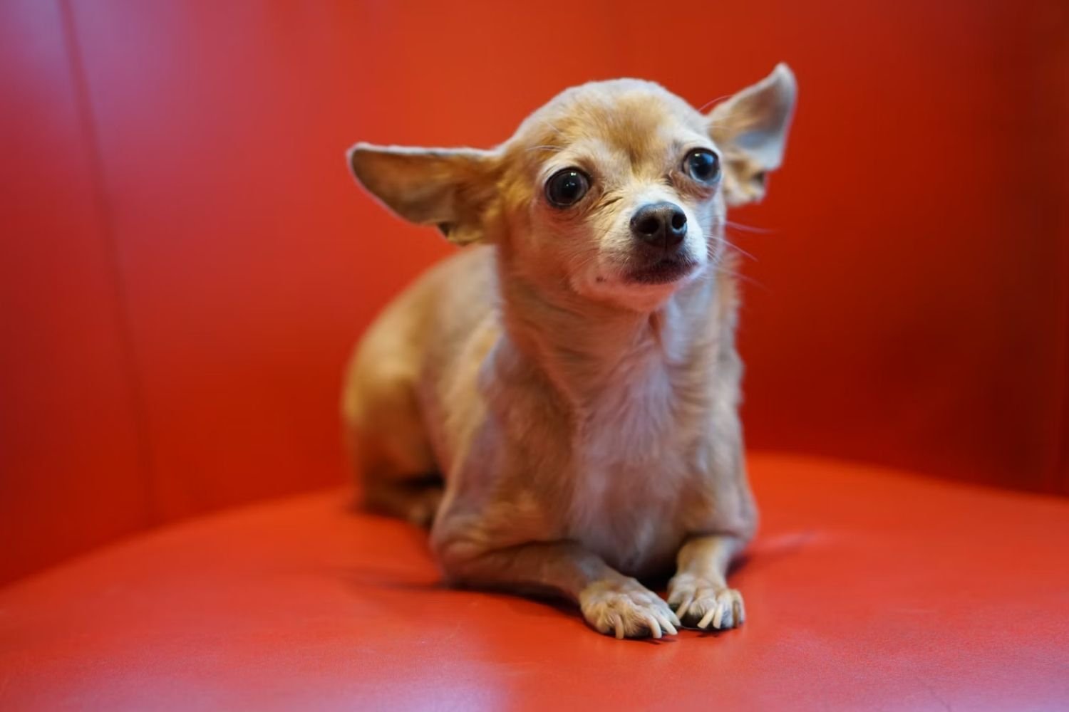 Virus Chihuahua Cryptos Données