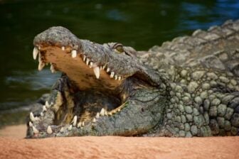 Crocodilus Malware
