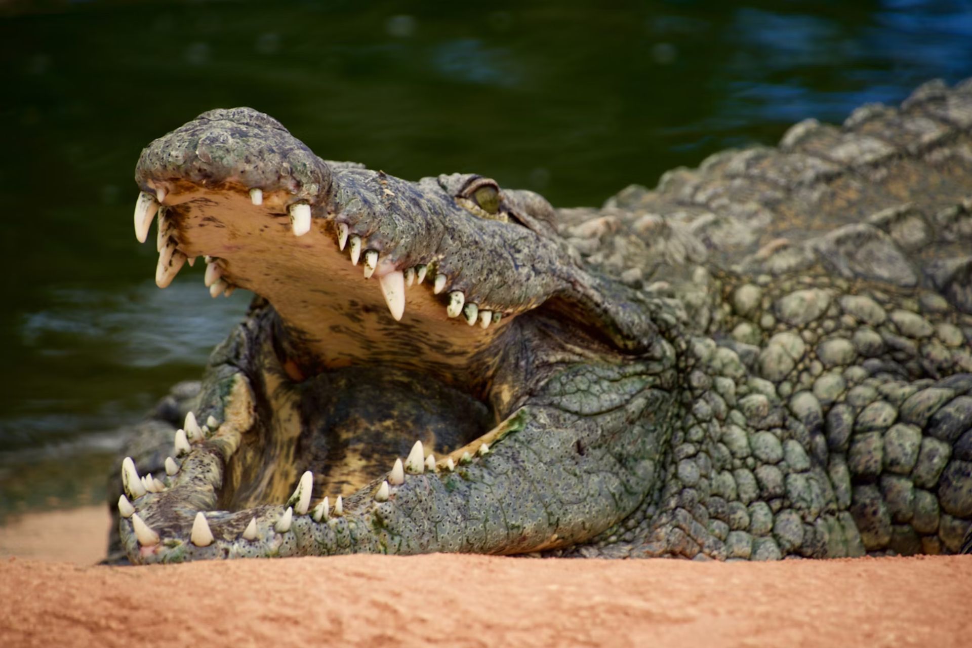 Crocodilus Malware